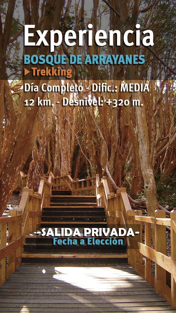 EXPERIENCIA TREKKING BOSQUE DE ARRAYANES