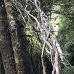 TREKKING LAGO ORTIZ BASUALDO 01