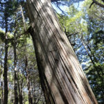 TREKKING LAGO ORTIZ BASUALDO 03