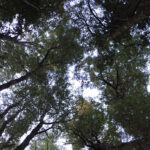 TREKKING LAGO ORTIZ BASUALDO 04