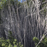 TREKKING LAGO ORTIZ BASUALDO 08