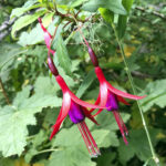 TREKKING PASO DE LOS RAULIES PUERTO FRIAS PUERTO BLEST (16)