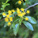 TREKKING PASO DE LOS RAULIES PUERTO FRIAS PUERTO BLEST (20)