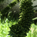 TREKKING PASO DE LOS RAULIES PUERTO FRIAS PUERTO BLEST (21)