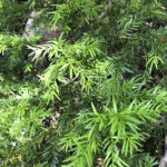 TREKKING PASO DE LOS RAULIES PUERTO FRIAS PUERTO BLEST (6)