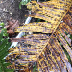 TREKKING PASO DE LOS RAULIES PUERTO FRIAS PUERTO BLEST (7)