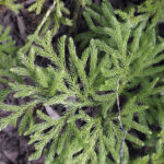 TREKKING REFUGIO ROCCA 003