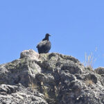 TREKKING FILO DE LAS CABRAS 13
