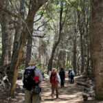 web-trekking-bosque-de-arrayanes-bariloche (12)