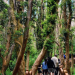 web-trekking-bosque-de-arrayanes-bariloche (13)
