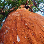 web-trekking-bosque-de-arrayanes-bariloche (5)