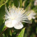 web-trekking-bosque-de-arrayanes-bariloche (7)