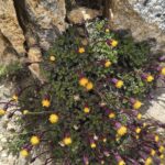 web-trekking-refugio-frey-por-el-filo-trekking-bariloche (7)